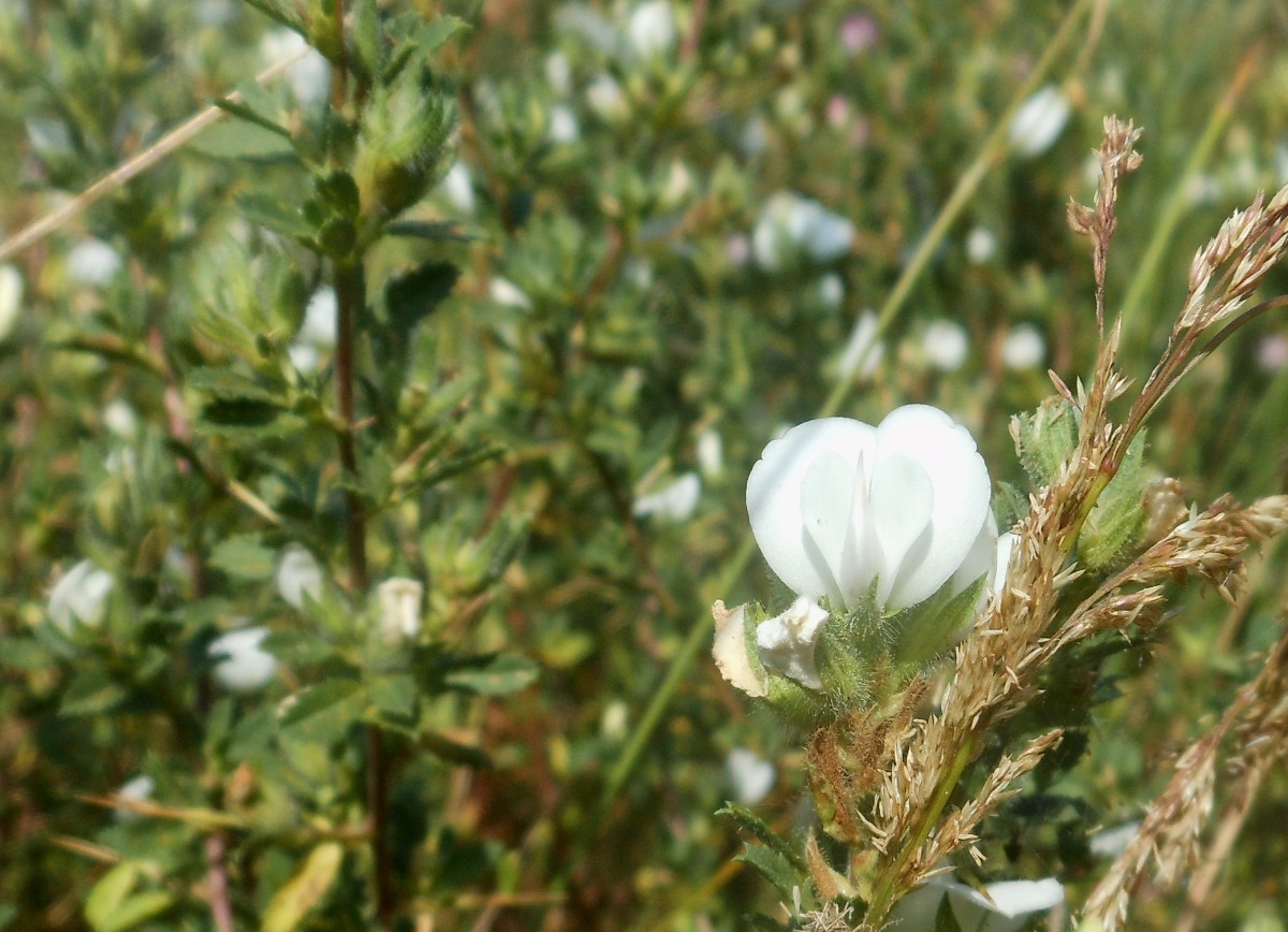 Ononis spinosa L. a fiori bianchi